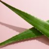 Use Aloe Vera for a Glowing Face and Clear Skin