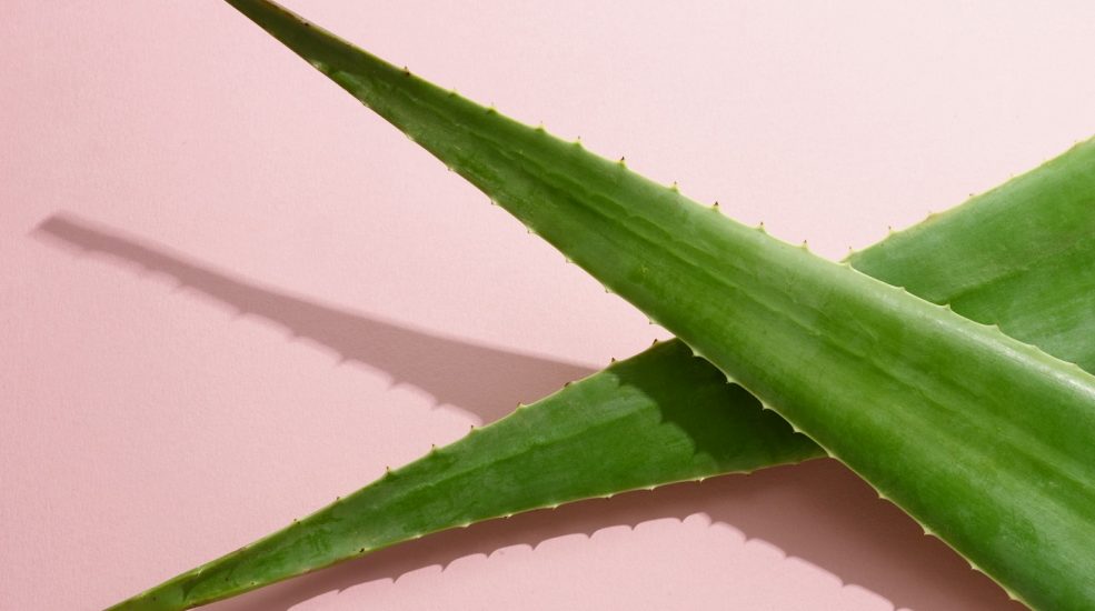 Use Aloe Vera for a Glowing Face and Clear Skin